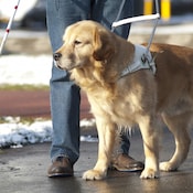盲導犬育成を支援しています。